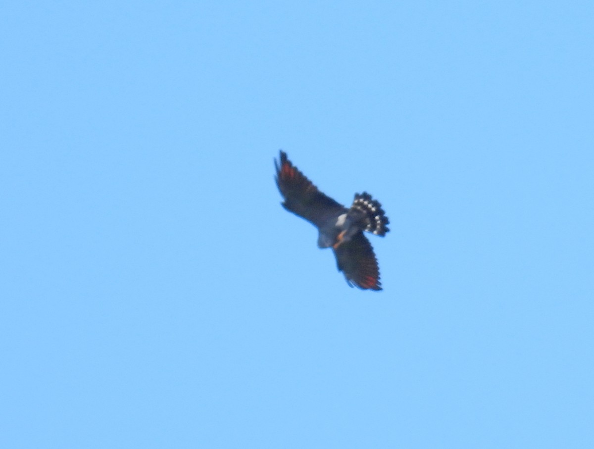 Gray-headed Kite - ML615679302