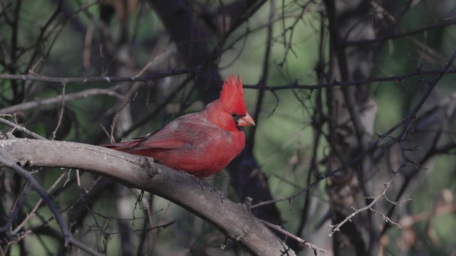 Красный/Попугаевый кардинал - ML615679348