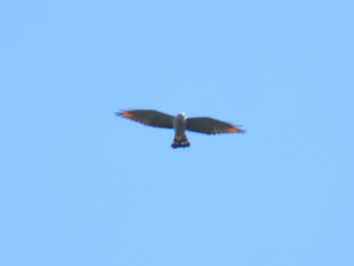Gray-headed Kite - ML615679412