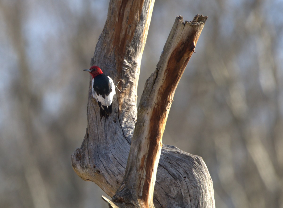 Red-headed Woodpecker - ML615679505