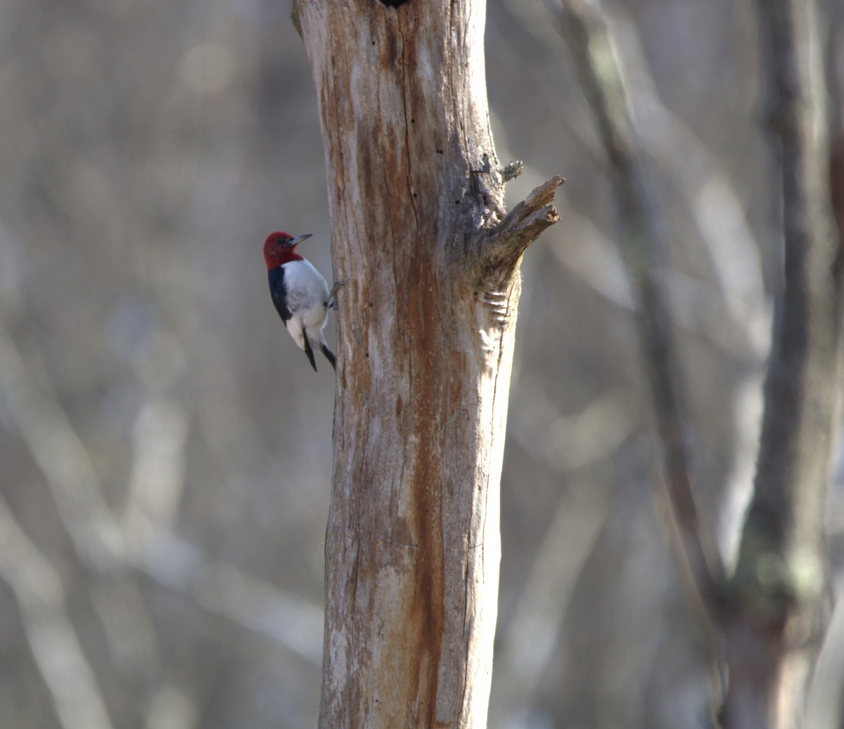 Red-headed Woodpecker - ML615679506