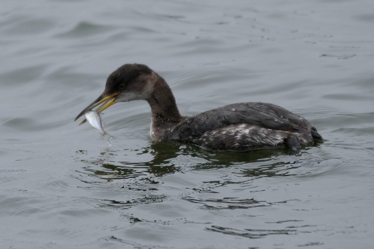 Red-necked Grebe - ML615679725