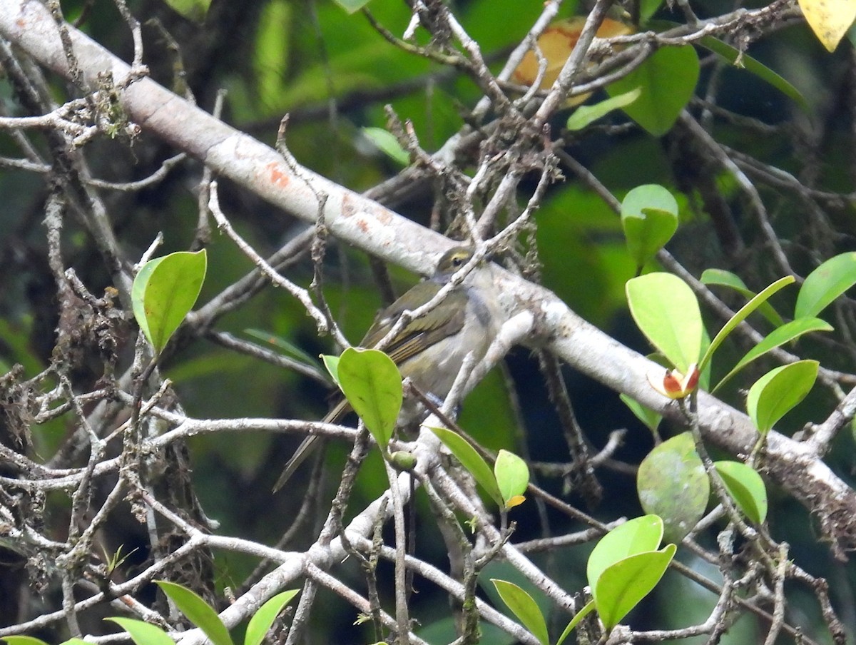 Fulvous-crested Tanager - ML615679733