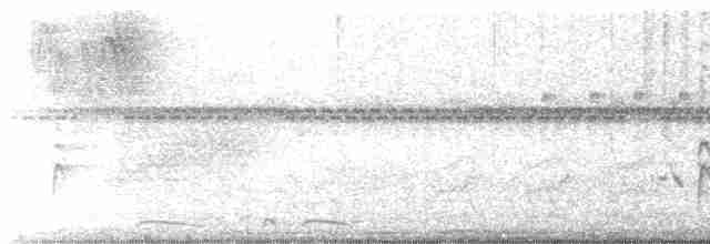 Лінивка-смугохвіст плямистобока (підвид maculatus) - ML615679808