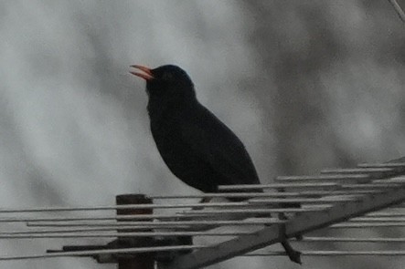 Eurasian Blackbird - ML615679876