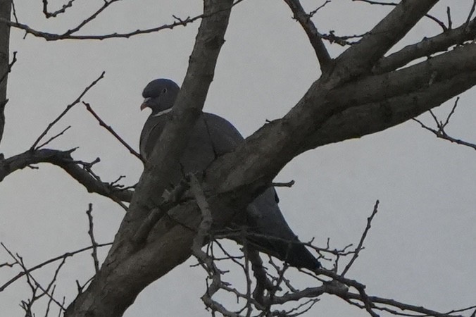 Common Wood-Pigeon - ML615679889