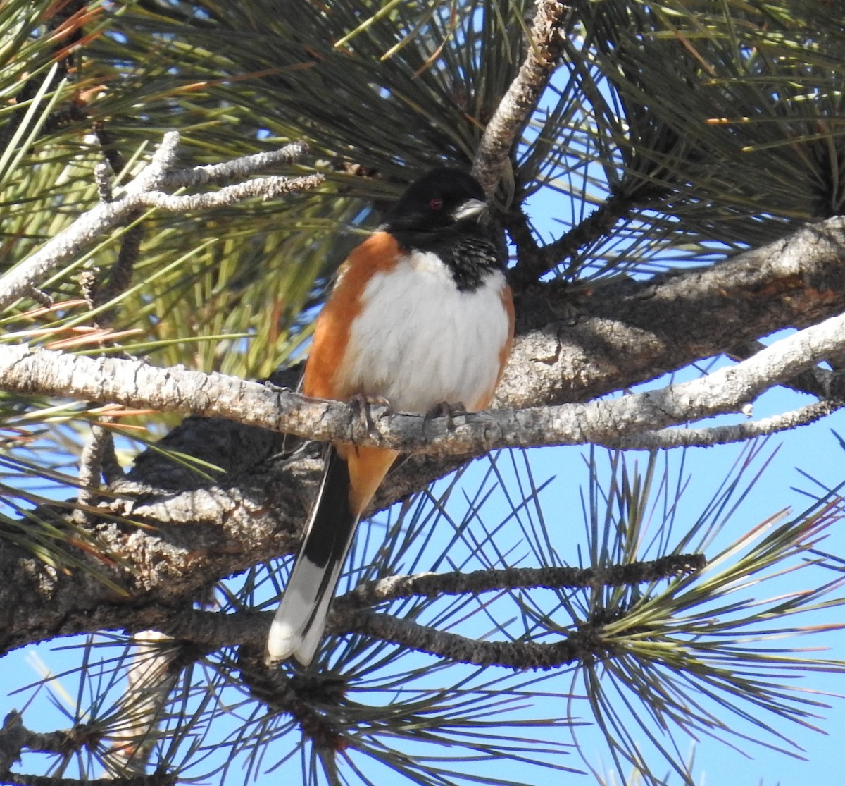 Spotted Towhee - ML615679898