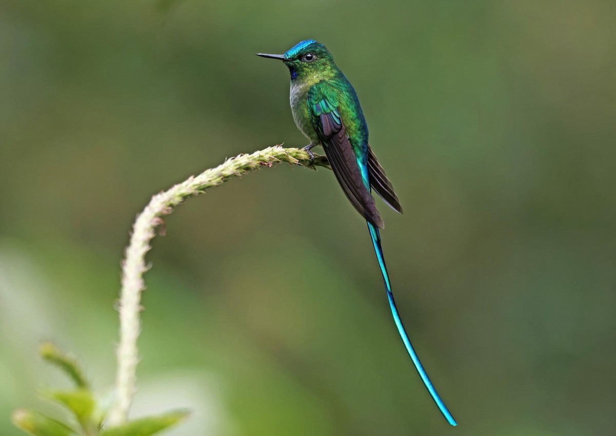 Long-tailed Sylph - ML615679988