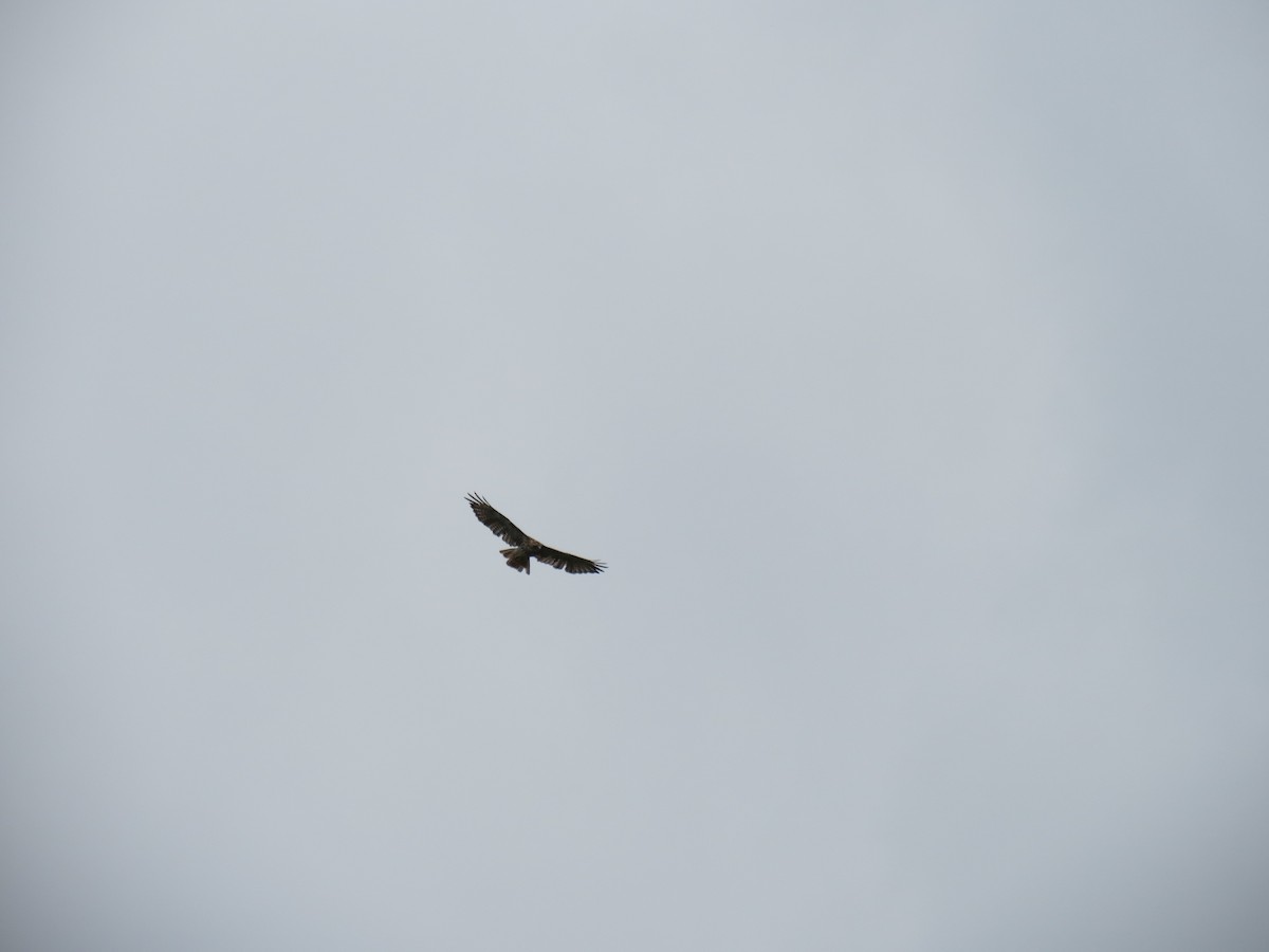Red-tailed Hawk - ML615679991