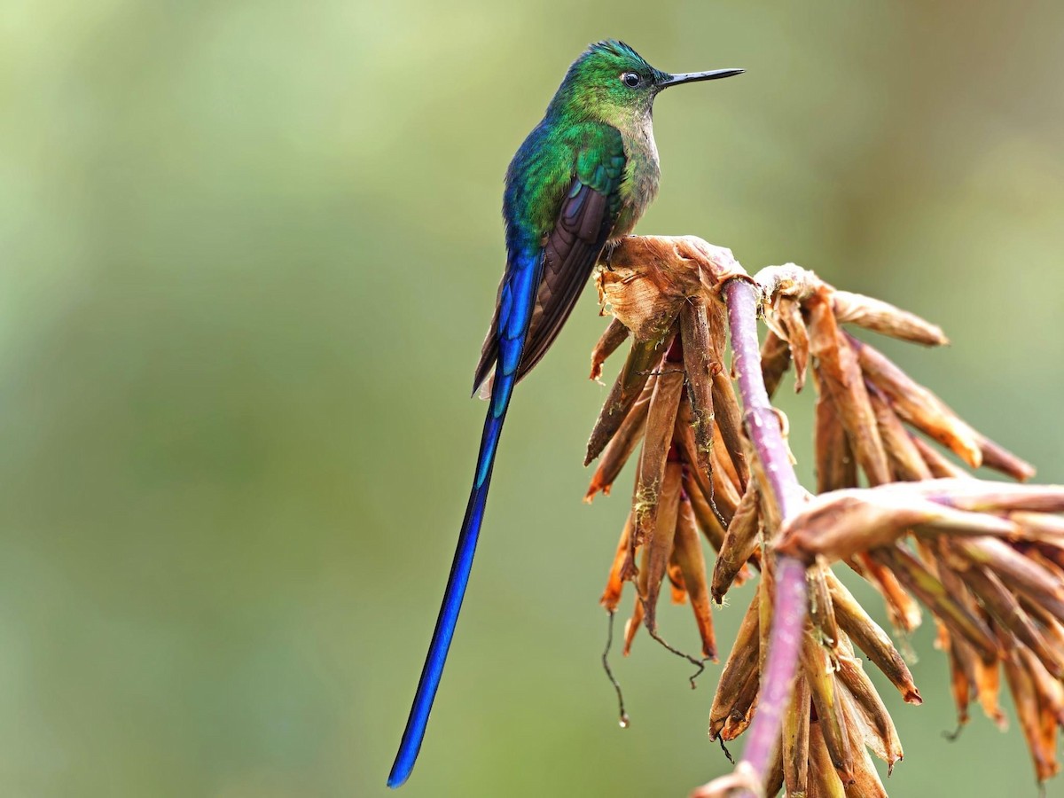 Violet-tailed Sylph - ML615680025
