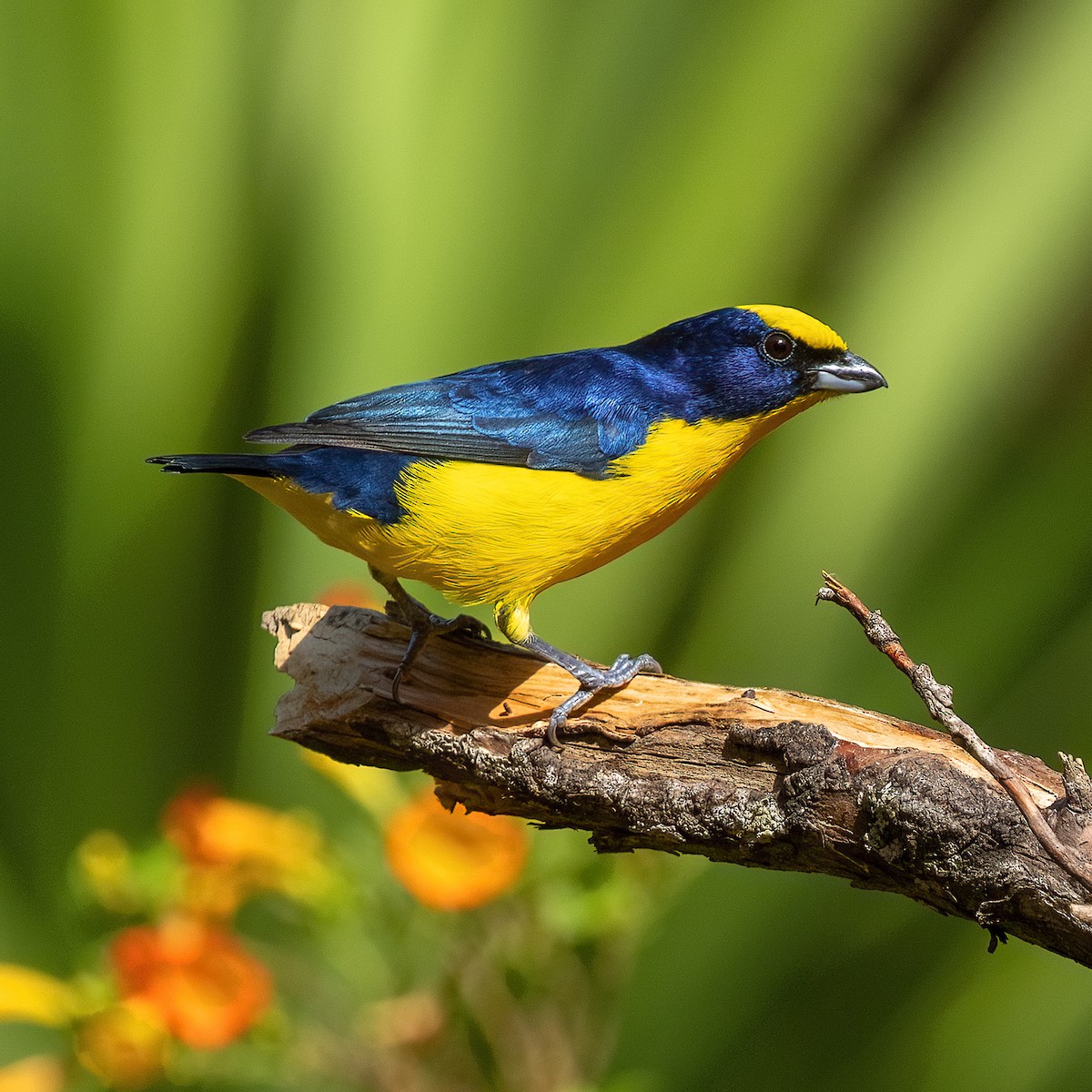 Thick-billed Euphonia (Black-tailed) - ML615680164