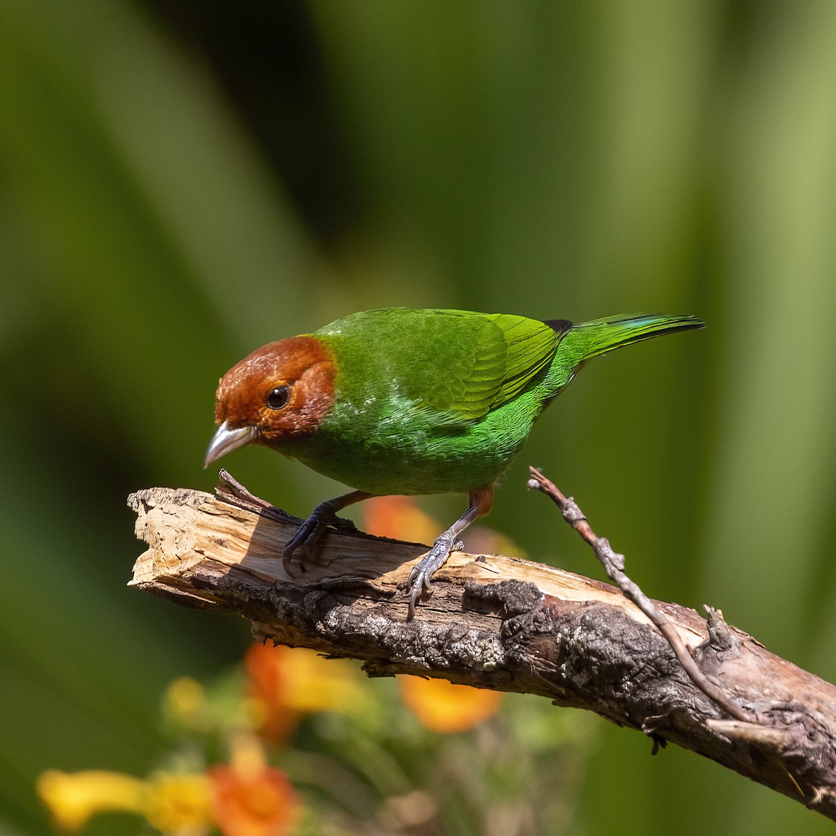 Bay-headed Tanager (Bay-and-green) - ML615680226