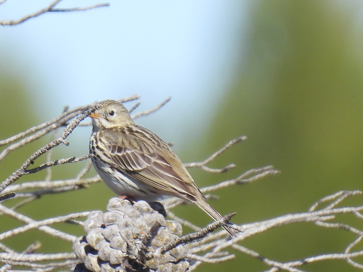 Water Pipit - ML615680238