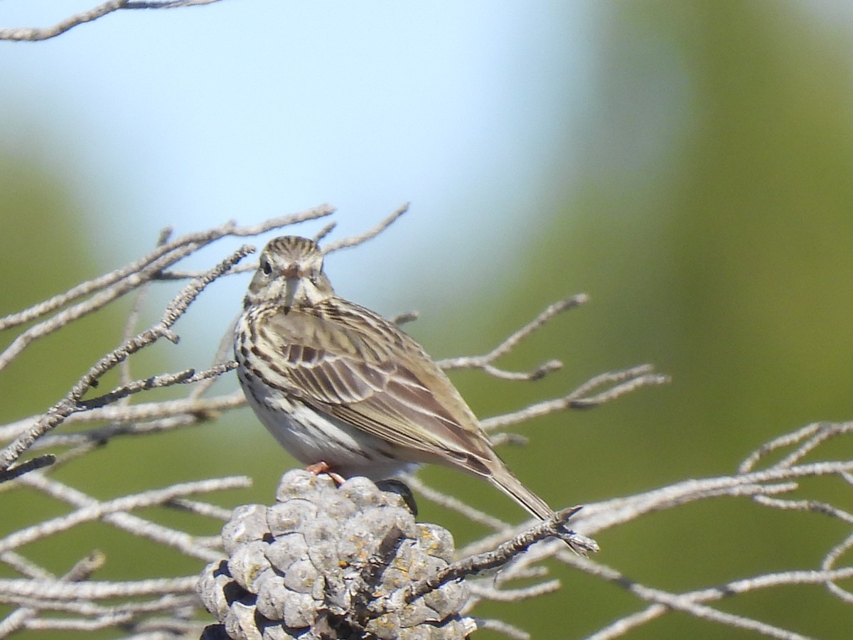 Water Pipit - ML615680243