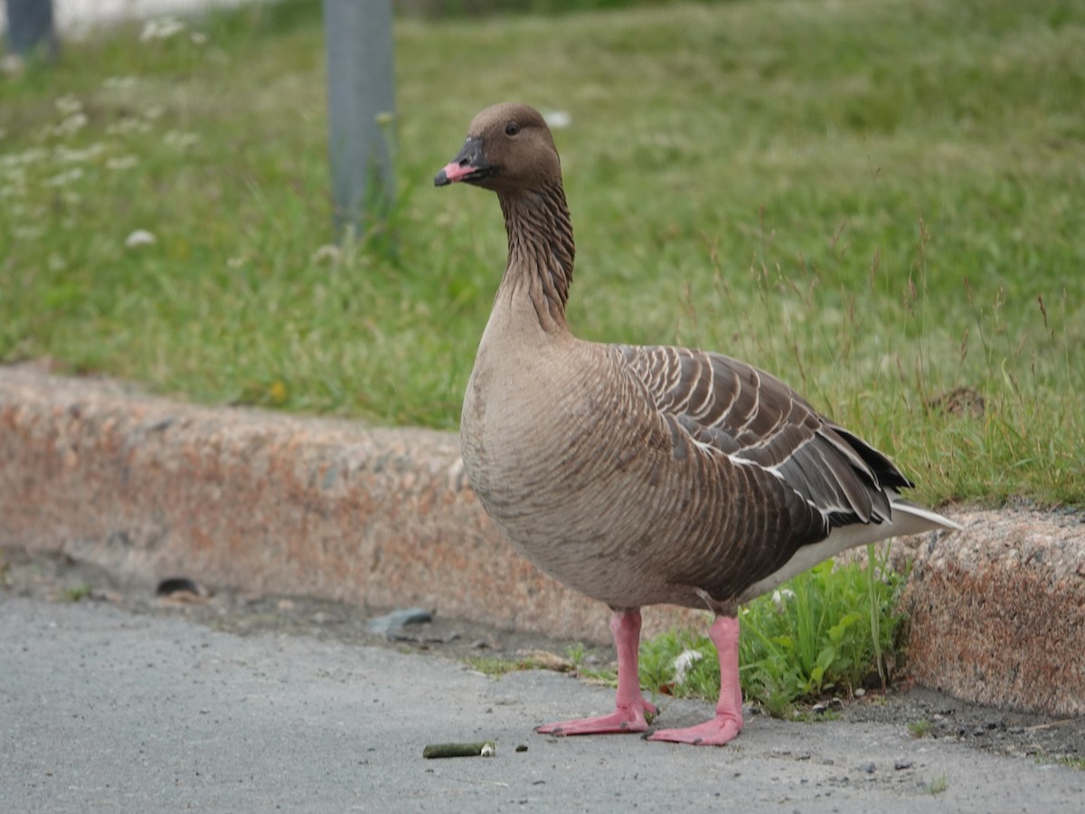 Pink-footed Goose - ML615680362