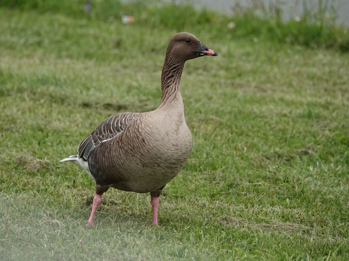 Pink-footed Goose - ML615680363