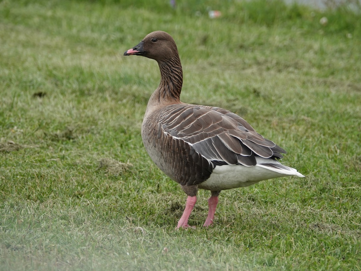 Pink-footed Goose - Liz Soria