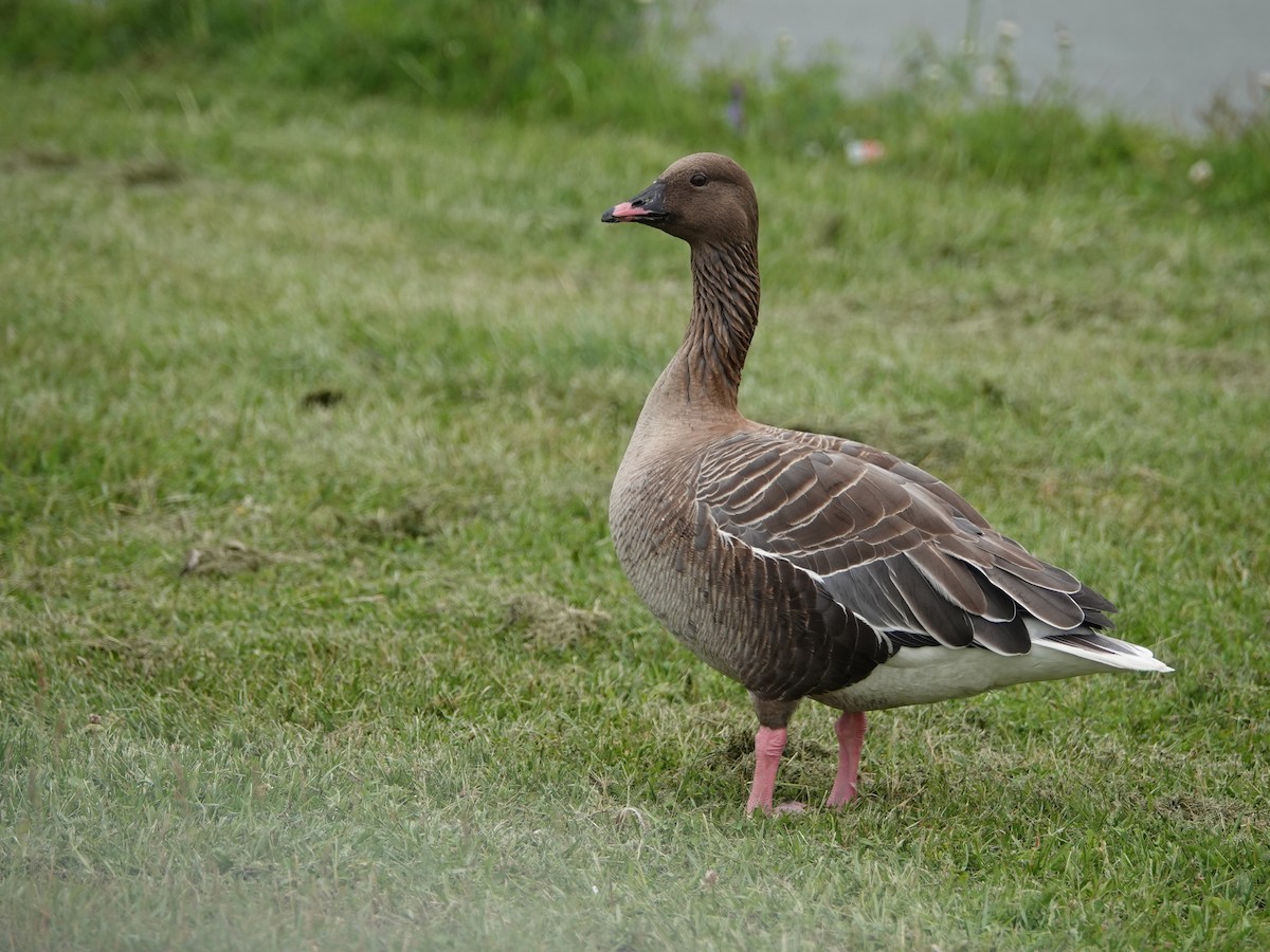Pink-footed Goose - ML615680365
