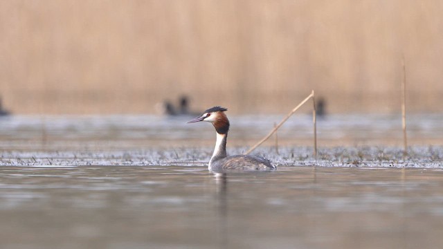 Great Crested Grebe - ML615680394