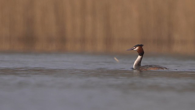 Great Crested Grebe - ML615680405