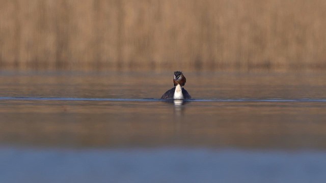 Great Crested Grebe - ML615680439