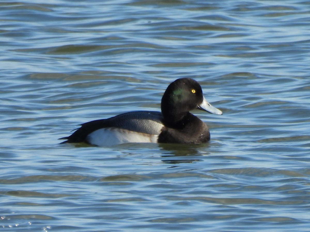 Greater Scaup - ML615680440