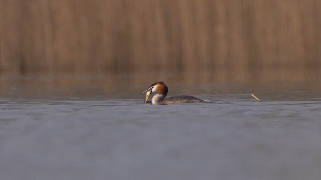 Great Crested Grebe - ML615680447