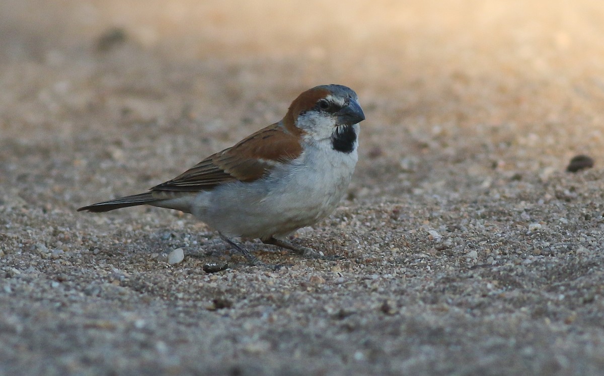 Great Rufous Sparrow - ML615680547