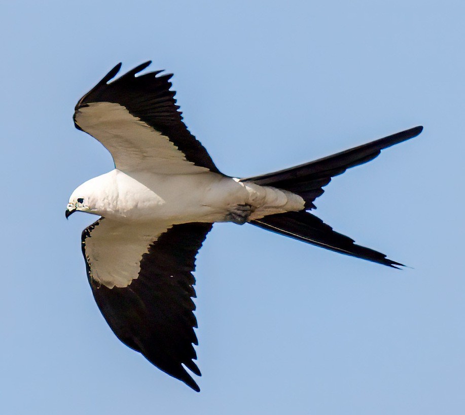 Swallow-tailed Kite - ML615680554