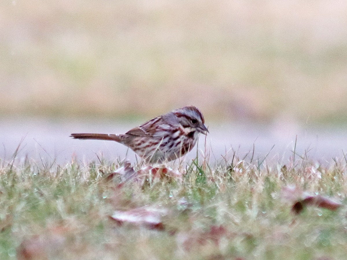 Song Sparrow - Sherry Plessner
