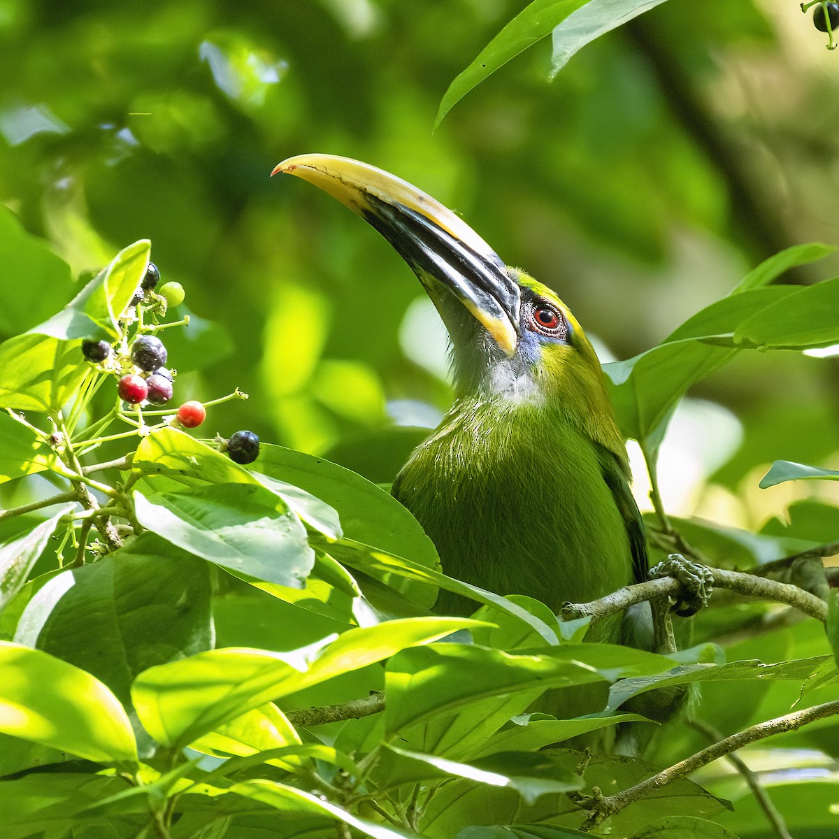 Groove-billed Toucanet (Yellow-billed) - ML615680579