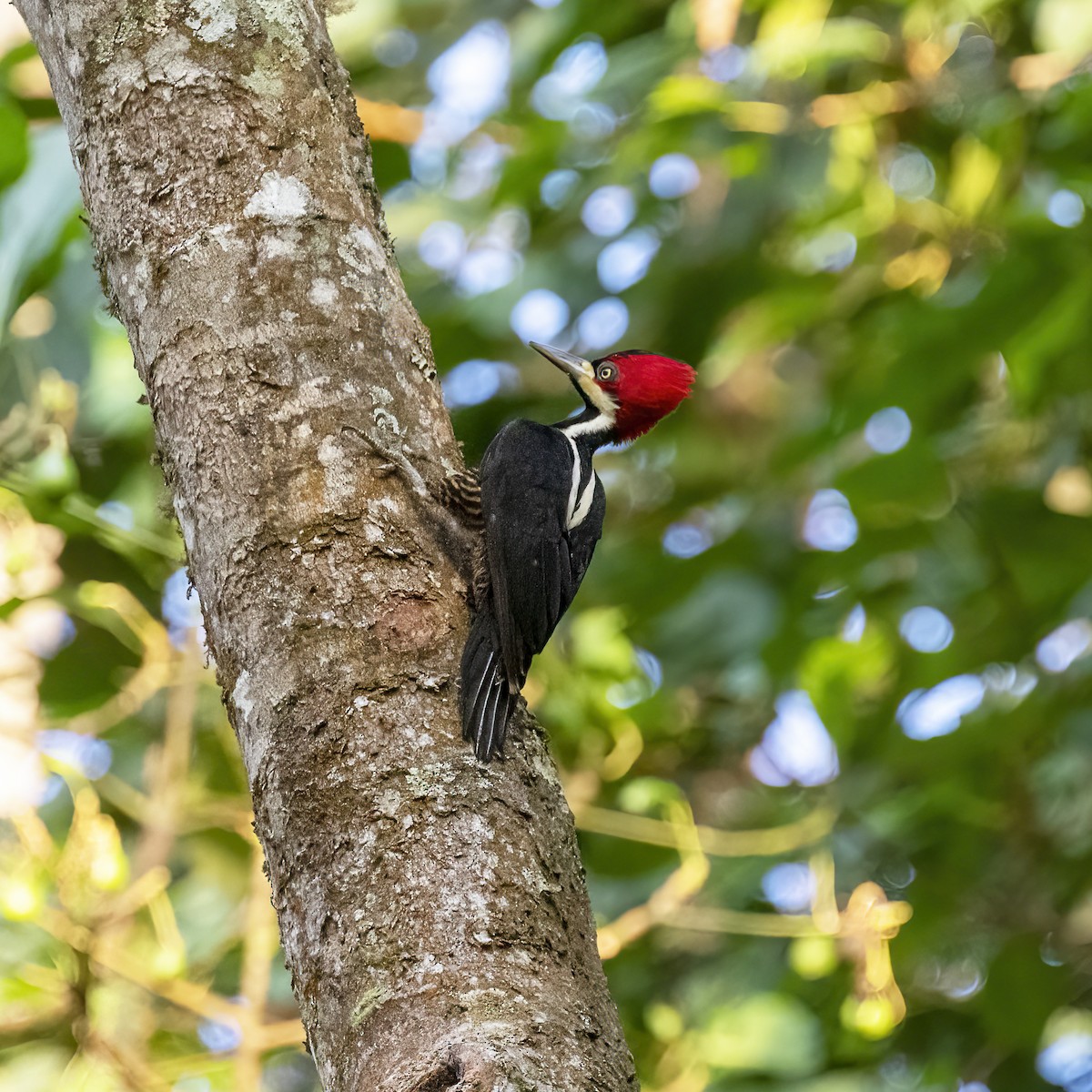 Crimson-crested Woodpecker - ML615680580