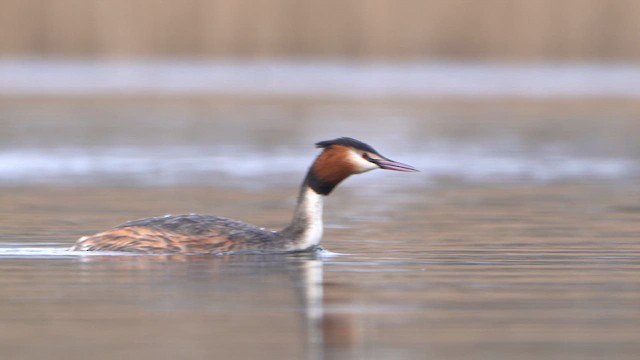 Great Crested Grebe - ML615680588