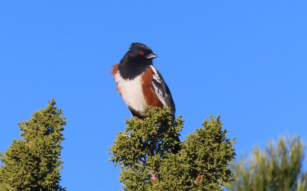 Spotted Towhee - ML615680592