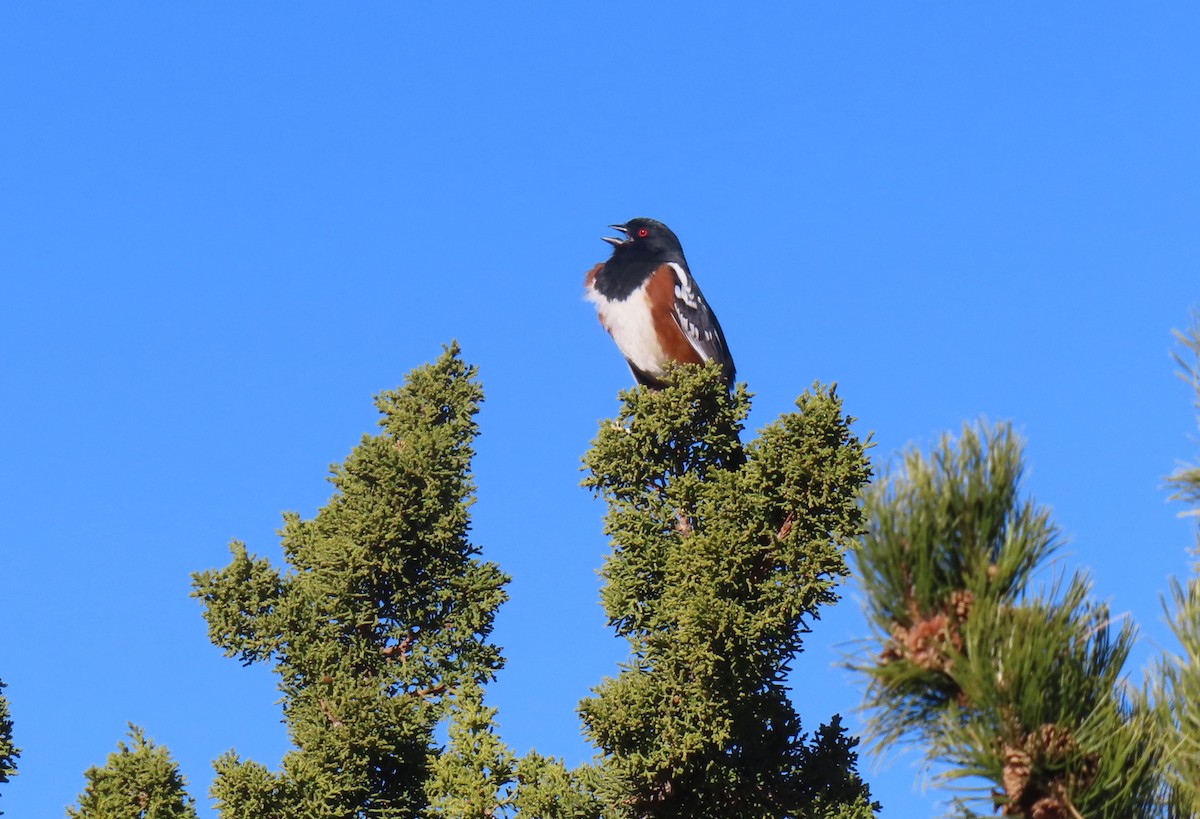 Spotted Towhee - ML615680593