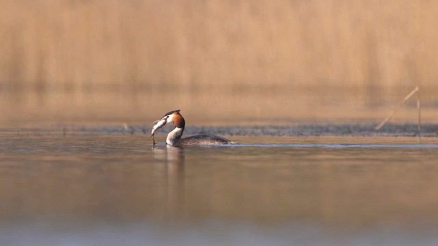 Great Crested Grebe - ML615680601