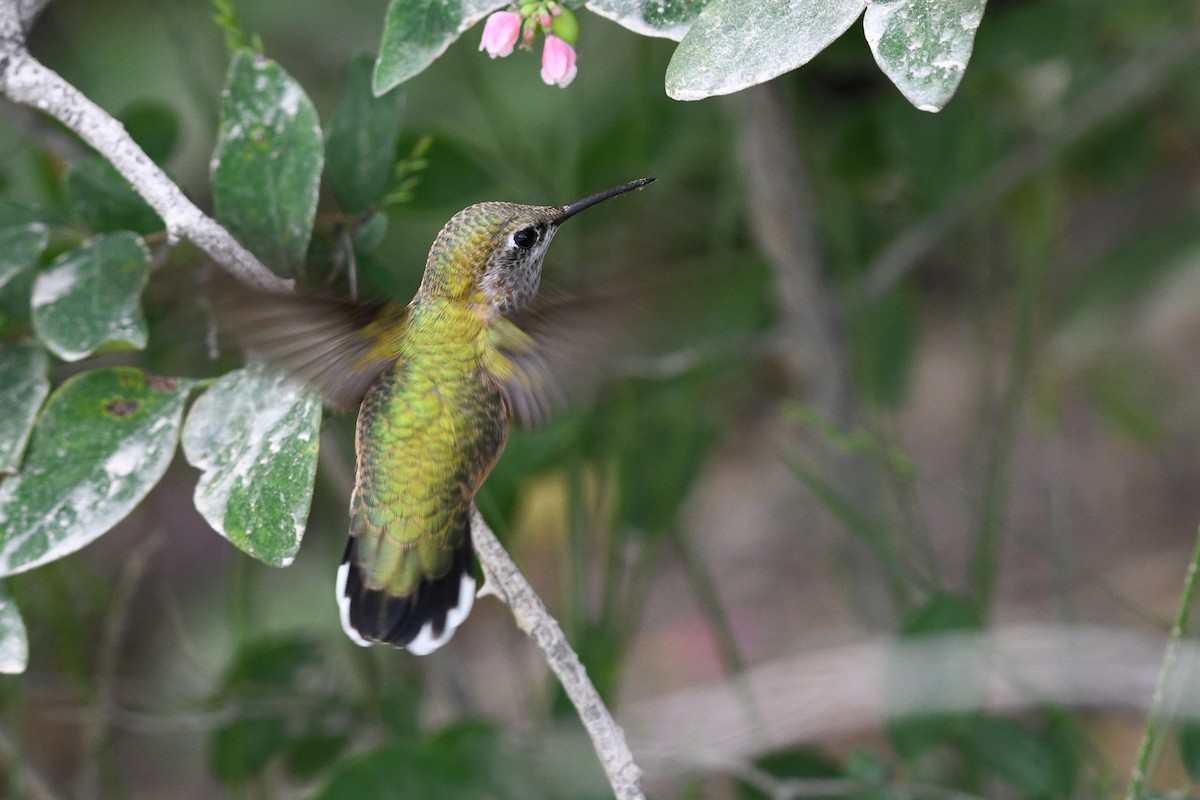 Calliope Hummingbird - ML615680605