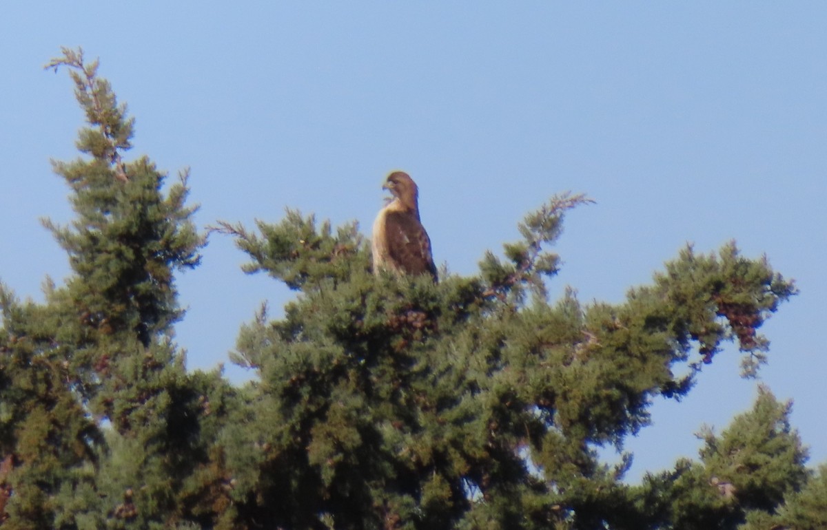 Red-tailed Hawk - ML615680617