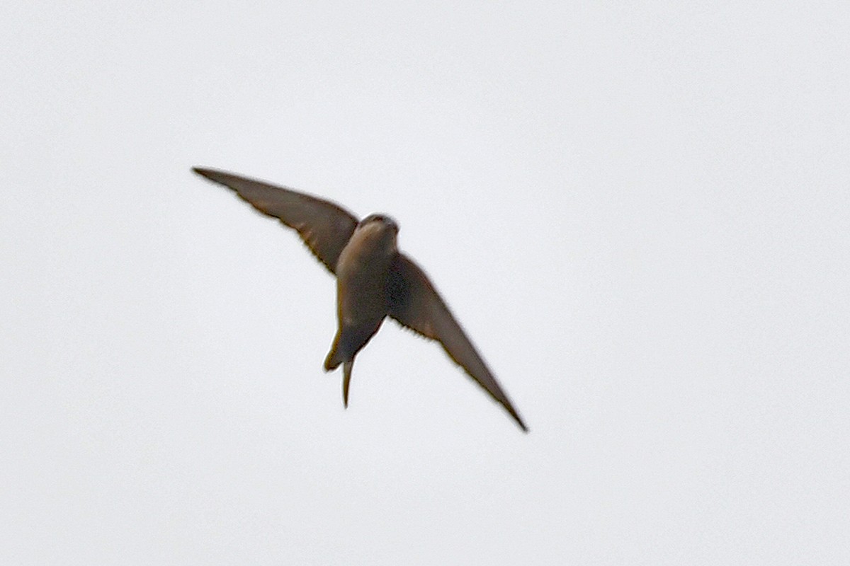 Brown-bellied Swallow - ML615680624