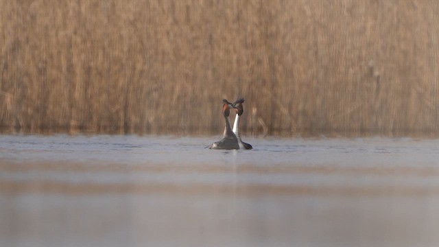 Great Crested Grebe - ML615680762