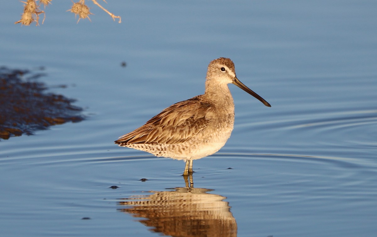 Long-billed Dowitcher - ML615680781