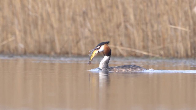 Great Crested Grebe - ML615680871