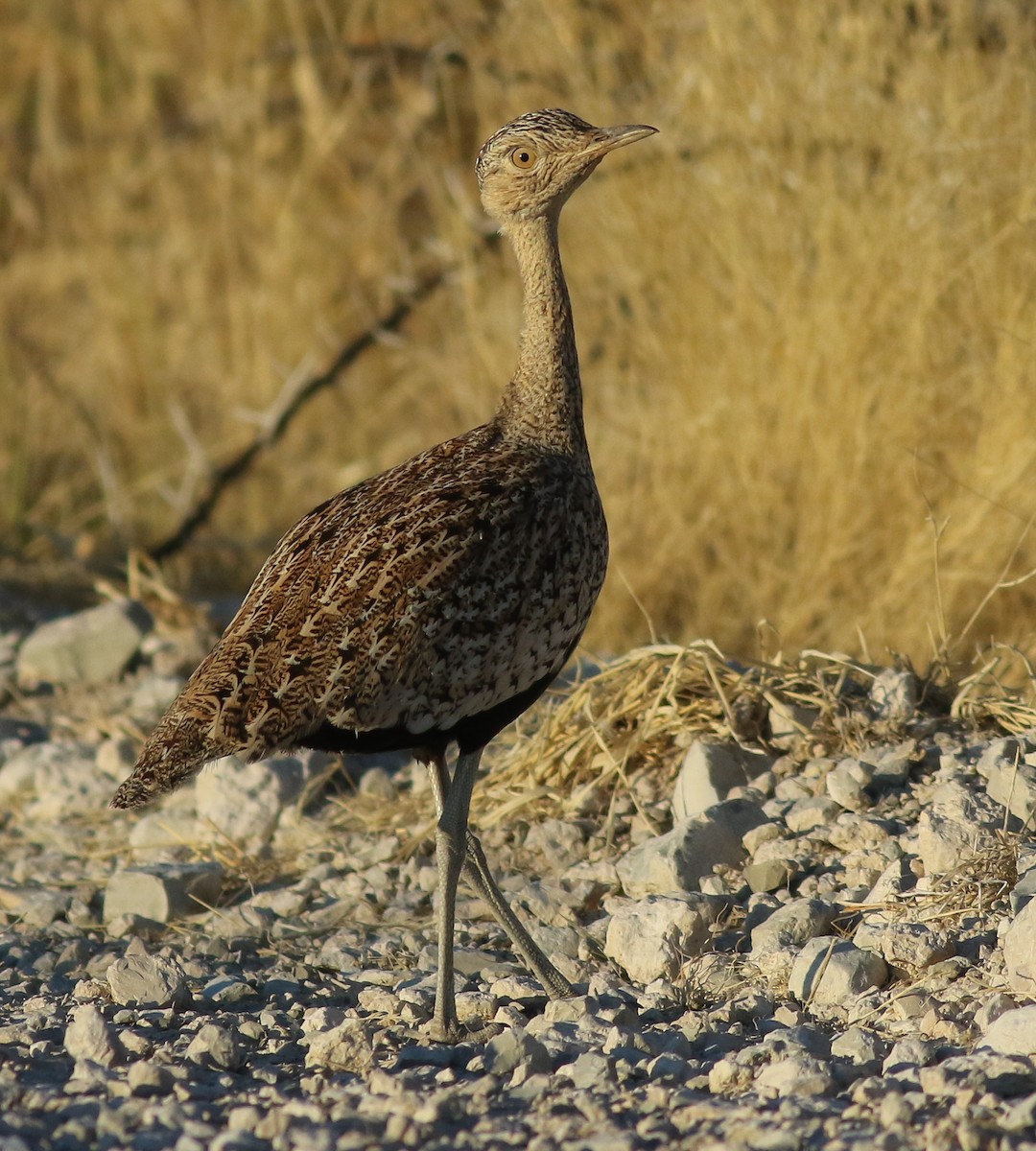 Red-crested Bustard - ML615680967