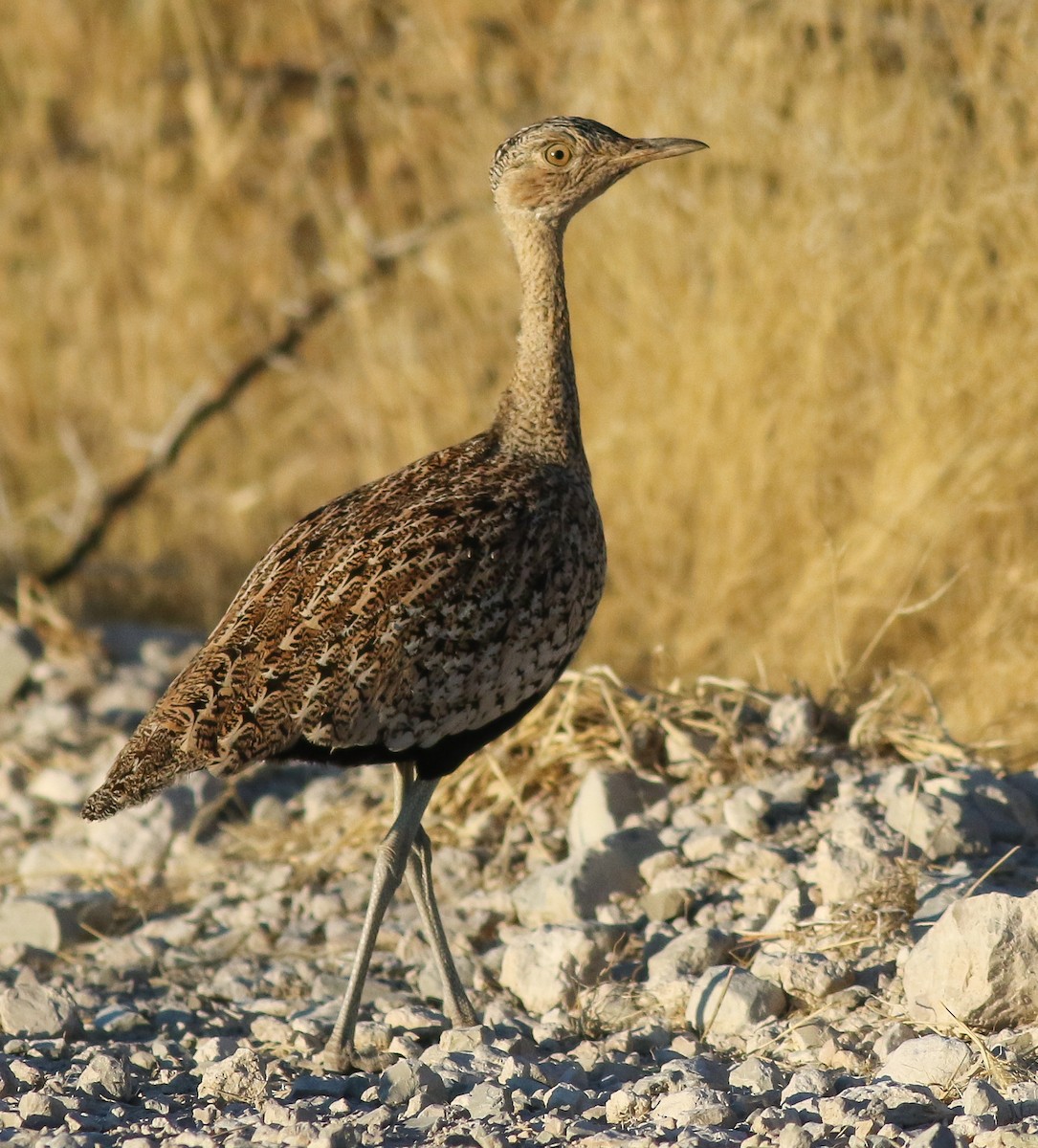 Red-crested Bustard - ML615680969