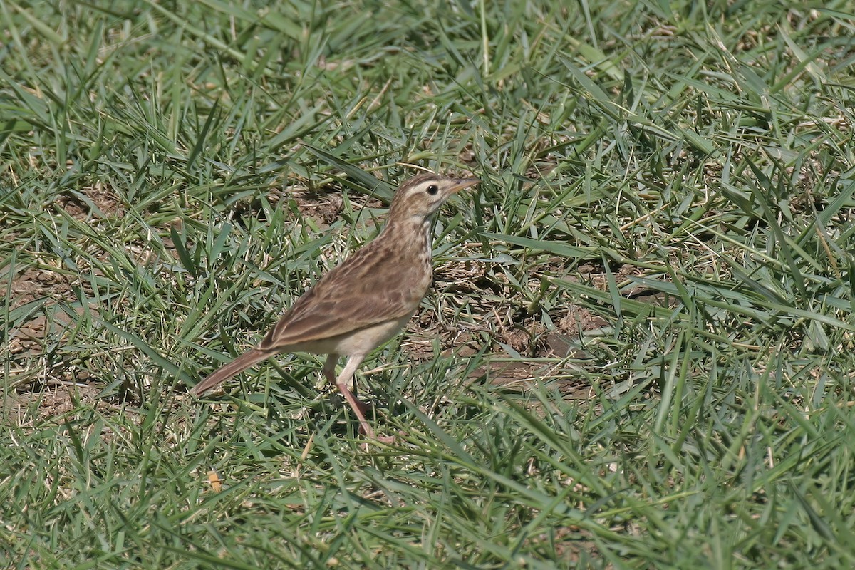 African Pipit (African) - ML615681346