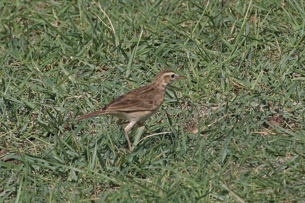 African Pipit (African) - ML615681356