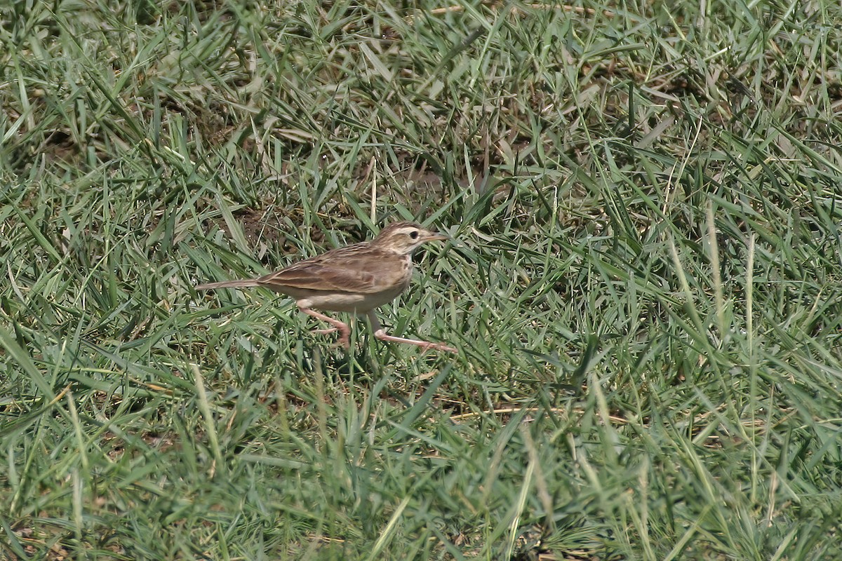 African Pipit (African) - ML615681358