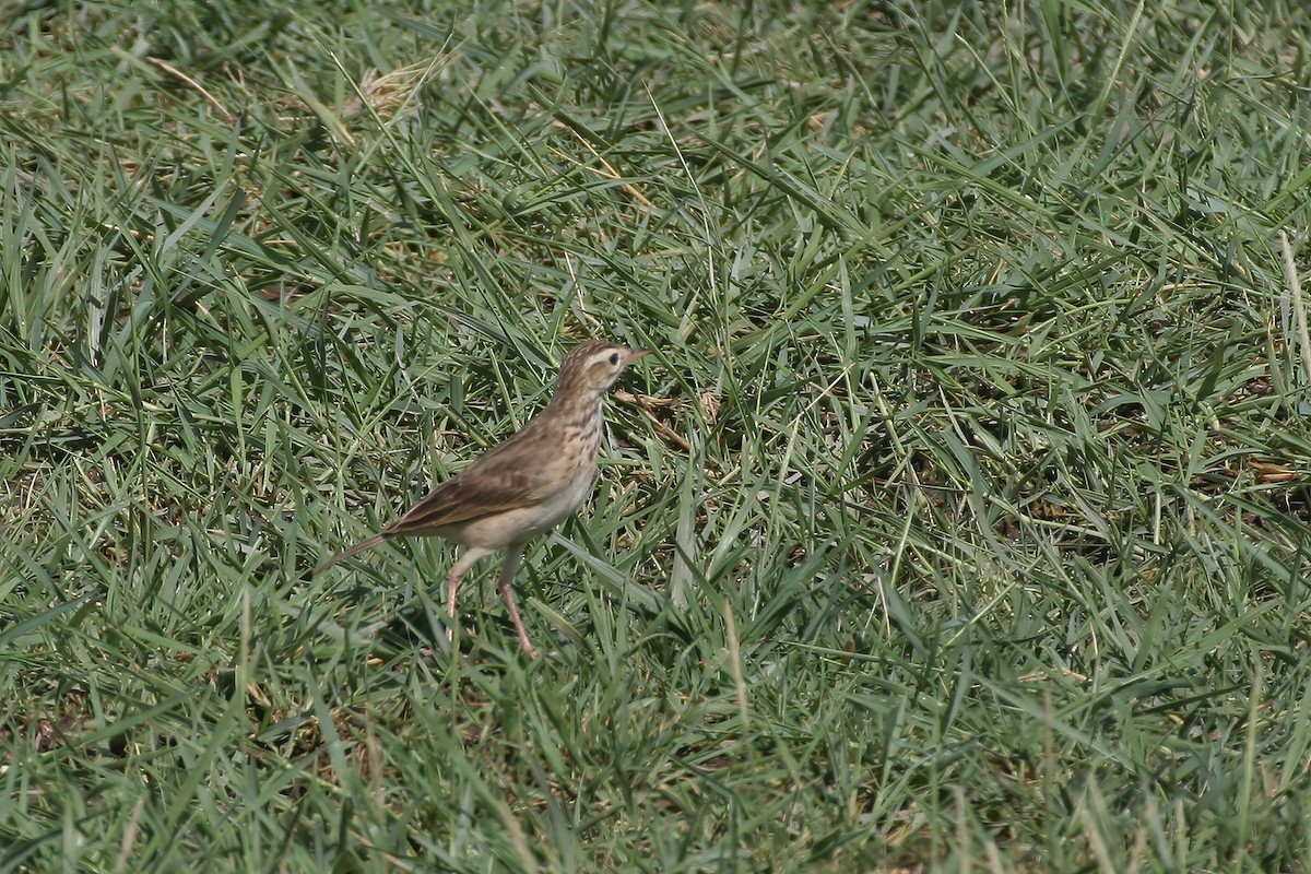 African Pipit (African) - ML615681363