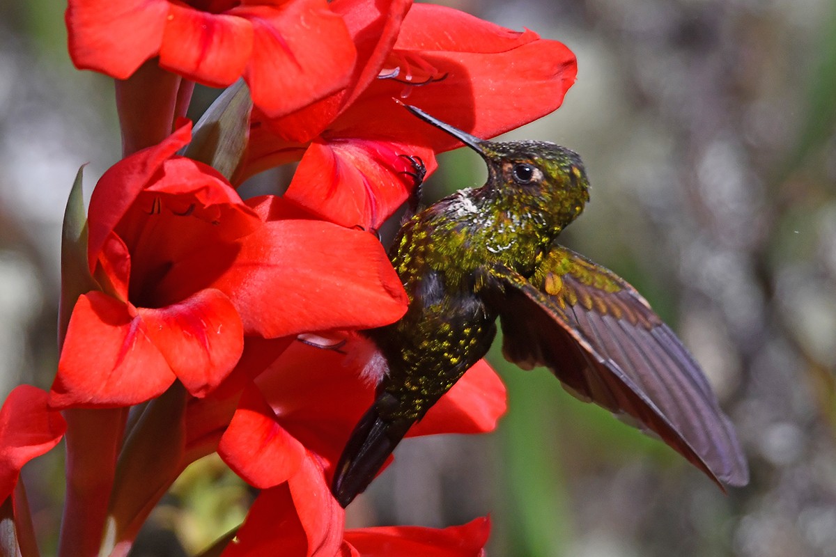 kolibřík Williamův - ML615681377