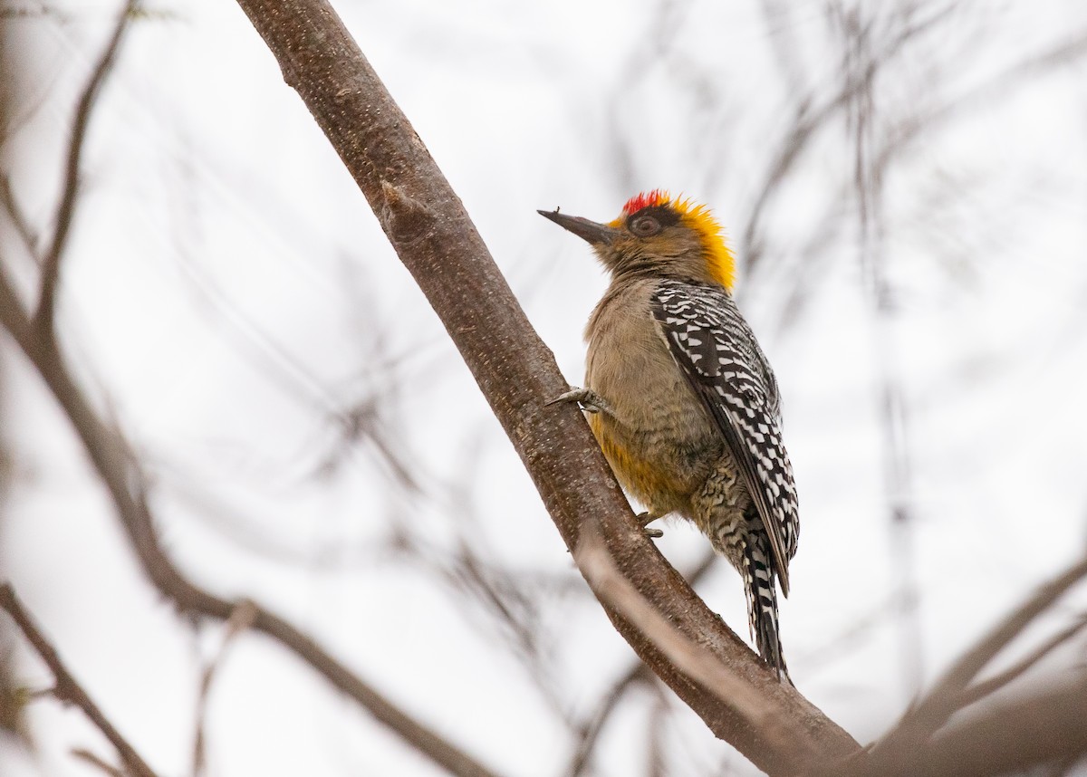 Golden-cheeked Woodpecker - ML615681474